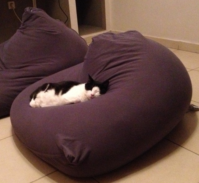 Nubbins feels right at home here in Tel Aviv